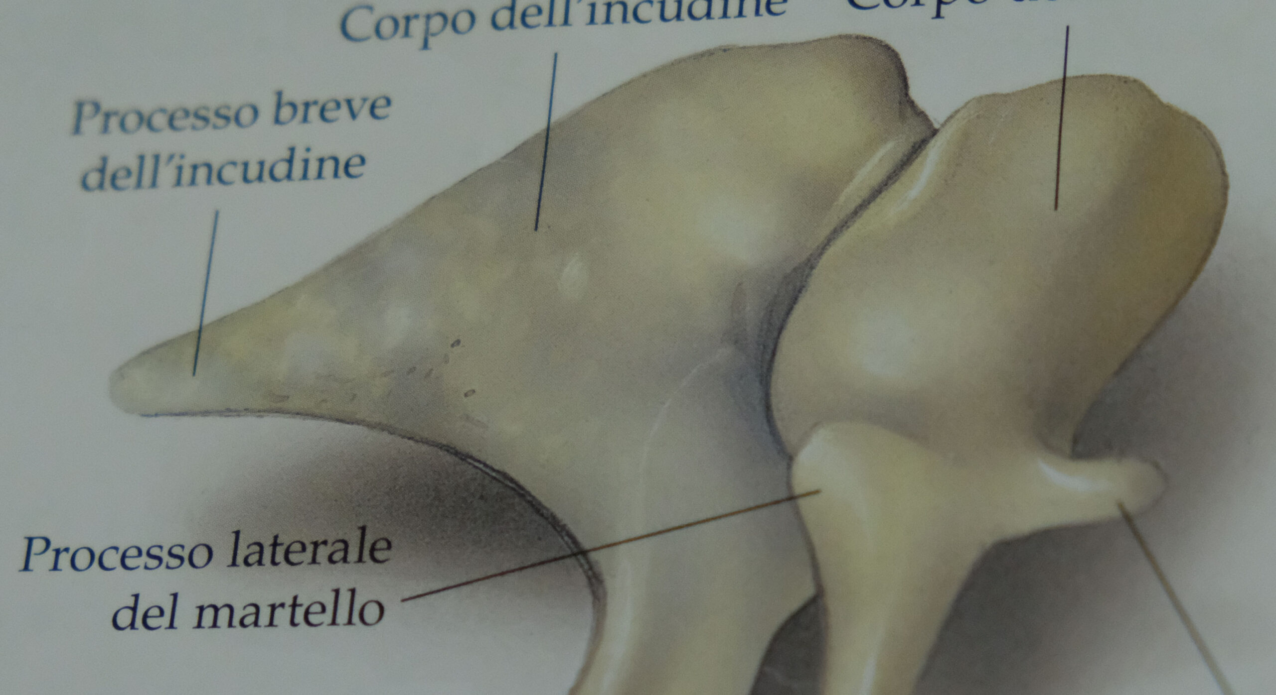 Foto di una parte di osso presa da un poster all'interno del centro